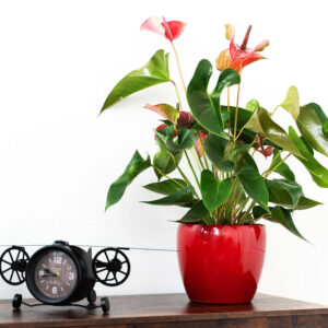 sylvie lefort hypnose te sophrologie paris 15